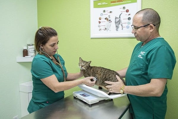 Top 10 Veterinarians in Miami, Florida