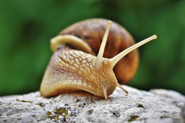 How To Start Snail Farming Business In Nigeria And Make Profit
