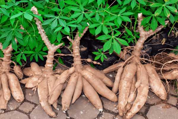 How To Start A Cassava Farming And Processing Business (Step-by-Step)